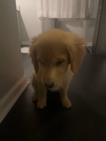 Golden Retriever in Lexington-Fayette, Kentucky