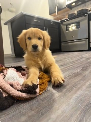 Golden Retriever in Lexington-Fayette, Kentucky