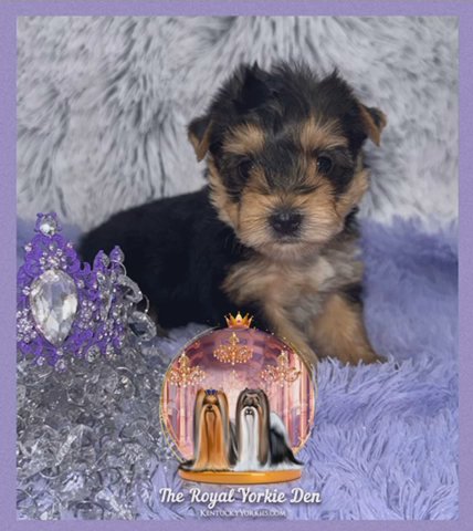 Aqua- Female Yorkie in Lexington-Fayette, Kentucky