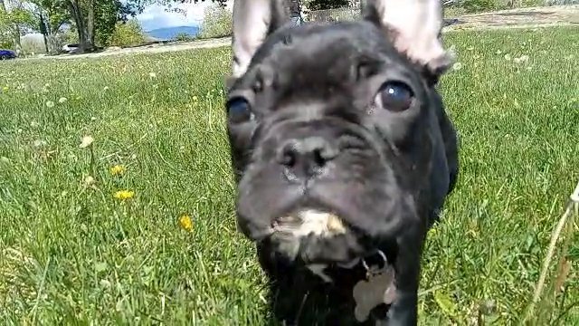 Frenchie Small and Compact in Albuquerque, New Mexico