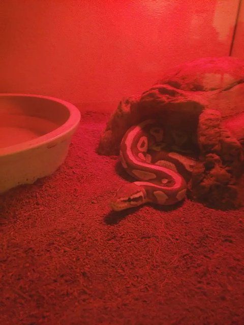 female snake for sell in Apache Junction, Arizona