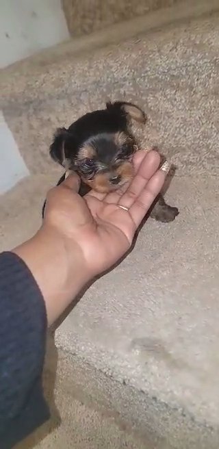 SOLD Yorkie male in North Augusta, South Carolina