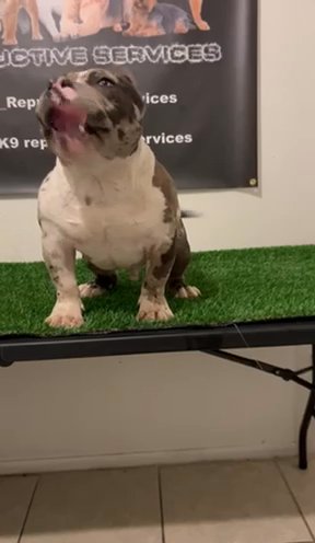 Merle Male American Bully in Phoenix, Arizona