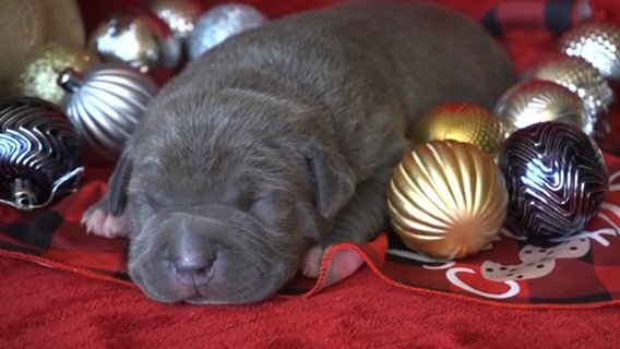 XL American Bully Female in Tucson, Arizona