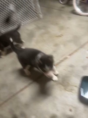 Baby Huskies in San Jacinto, California