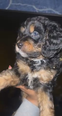 mini bernedoodle in New York City, New York