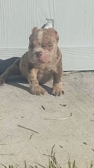 Chocolate Merle Male in Houston, Texas