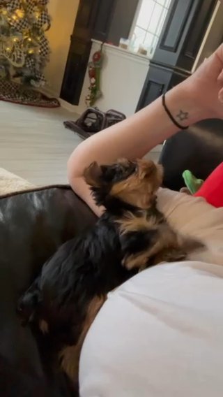 Teacup Male Yorkie in Fishers, Indiana
