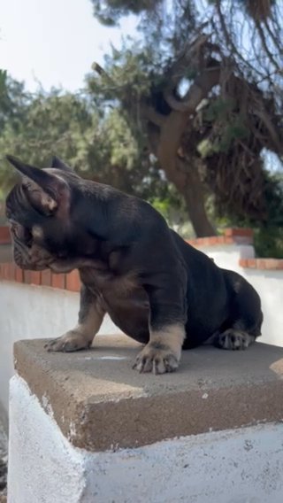 French Bulldog in San Diego, California