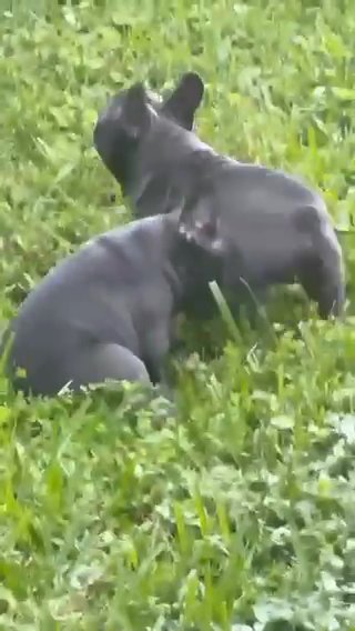Adorable French bulldog Solid blue Fluffy carrier in South Miami, Florida