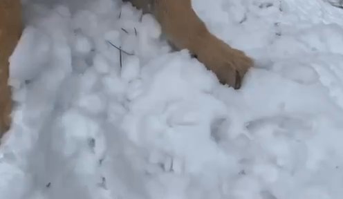 Charlie’s First Time Playing In The Snow in Aurora, Illinois
