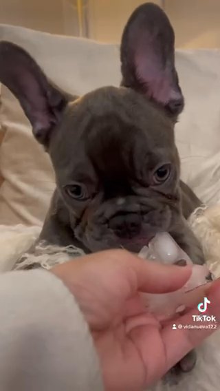 Adorable French Bulldog Blue Solid Fluffy Carrier in South Miami, Florida