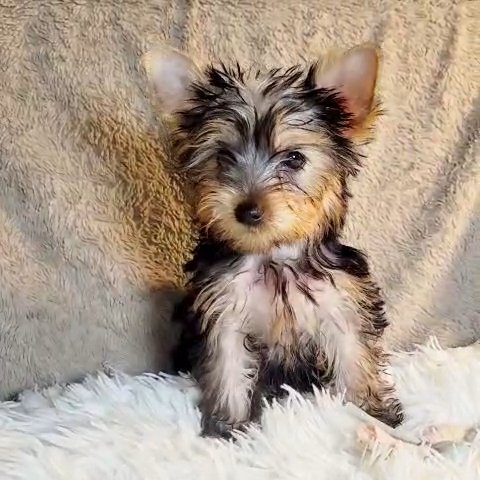 CKC GIRL YORKIE (GIRL PINK) in Moreno Valley, California