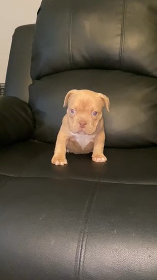 Micro Bully Female in Phoenix, Arizona