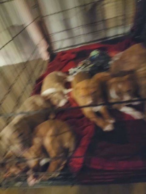 XL American Bullies 4 Sale in Albuquerque, New Mexico