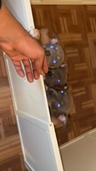 American Bully For Sale in Buffalo, New York