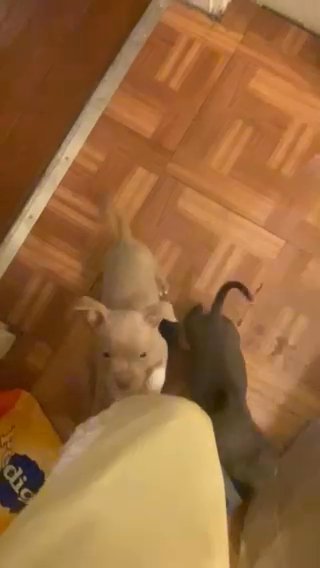 American Bullies in Buffalo, New York