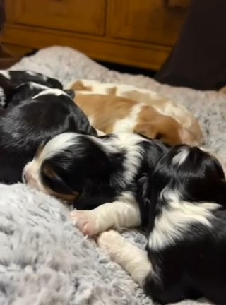 ACA Cavalier King Charles in Fort Lauderdale, Florida