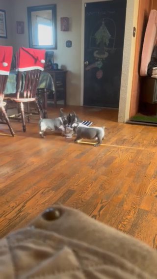 American Bully Micro-Pocket in Olympia, Washington
