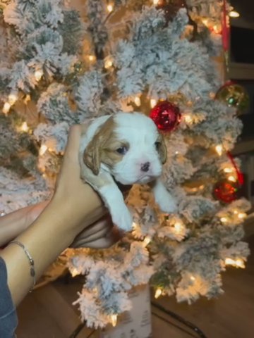 Cavapoo in Fort Lauderdale, Florida