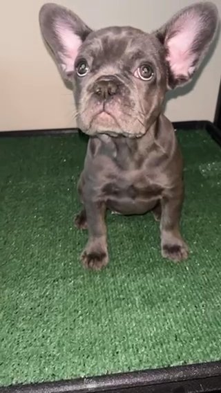 FEMALE FRENCHIE in Dallas, Texas