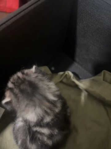 Lost Baby Kitten in Manhattan, New York