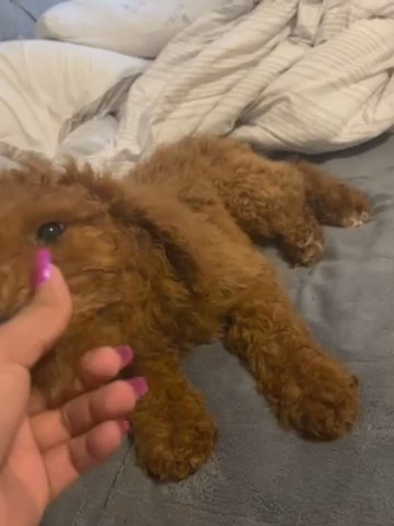 Standard Poodle Puppies in Fayetteville, Arkansas