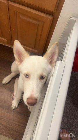 Siberian Husky in Houston, Texas
