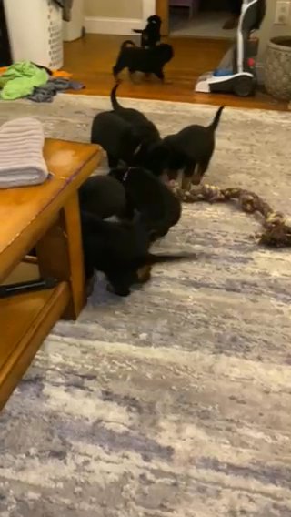 Rottweiler Puppies in Boston, Massachusetts