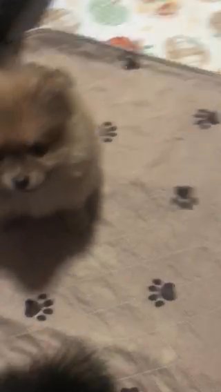 Puppy Play in New Albany, Indiana