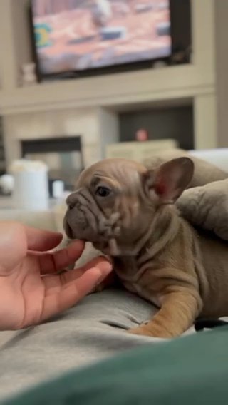 Big Rope French Bulldog in Phoenix, Arizona