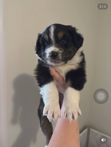 Australian Shepherds in Gadsden, Alabama