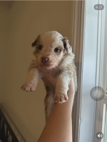 Australian Shepherds in Gadsden, Alabama