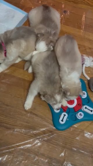 Siberian huskies in Vinings, Georgia
