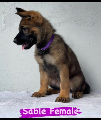 German Shepherd Puppy in Miami, Florida