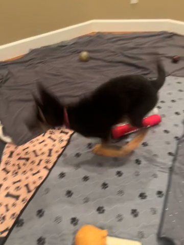 German Shepherd Puppies in Anchorage, Alaska