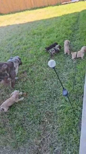 Cocker Spaniel Puppies in Harker Heights, Texas