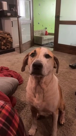 6 year old,  fixed male “Duke” in Bowie, Maryland