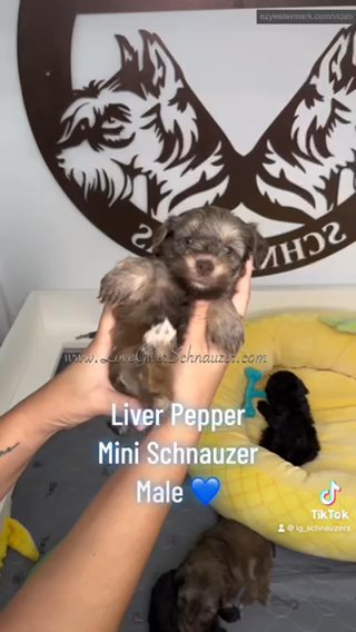 AKC Mini Schnauzer Liver Pepper in Sebring, Florida