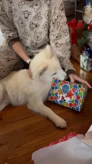 Pomsky in Philadelphia, Pennsylvania