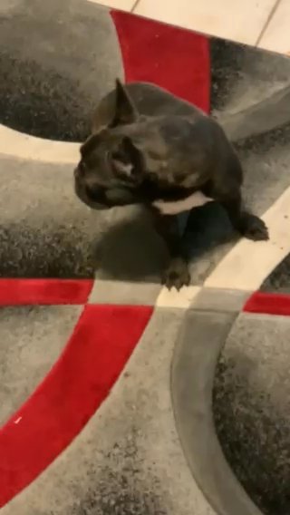 Female French Bulldog in Phoenix, Arizona