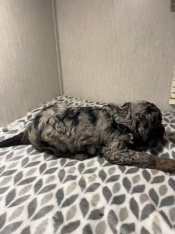 F1BB CKC Registered Female in Alexandria, Louisiana