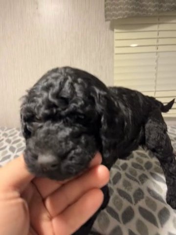 F1BB CKC Registered Female in Alexandria, Louisiana