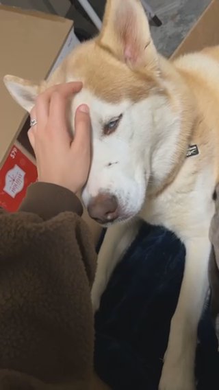 Siberian Husky Puppies in Greensboro, North Carolina