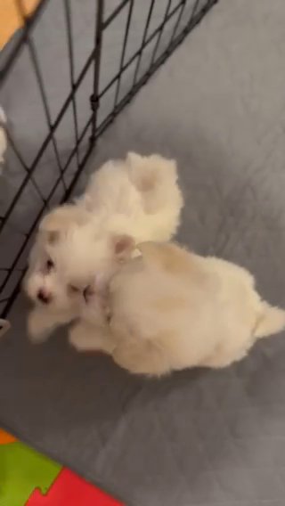 Morkies Available in Raleigh, North Carolina