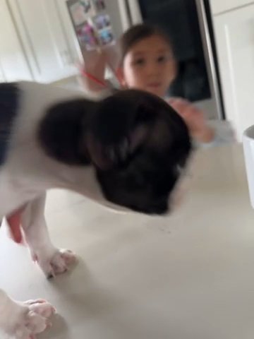 Boston Terrier in South River, New Jersey