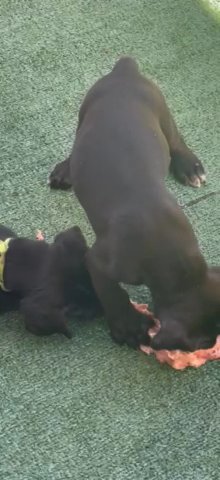 Cane Corso in Chandler, Arizona