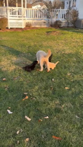F2 Goldendoodles in Hannibal, Missouri