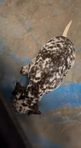 Dalmatian in New York City, New York