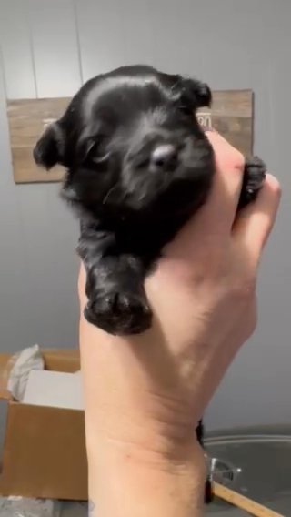 Kb black female Yorkie Ckc in Cleveland, Tennessee